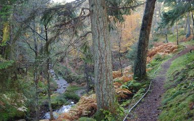 Raised walking path next to stream in the forest