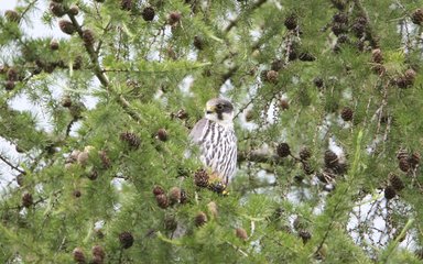 Hobby bird sitting in a conifer tree