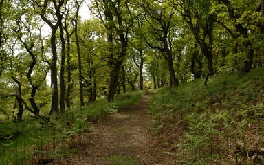 Narrow walking path through ancient woodland