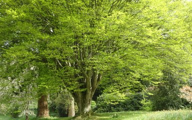 Hornbeam tree