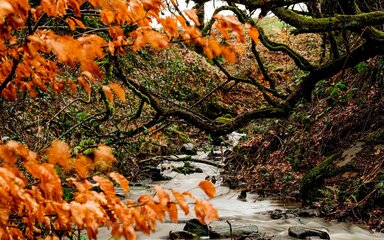 Orange autumn leaves on a branch over a stream