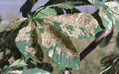 A Horse chestnut leaf with considerable damage made to the leaf by a leaf miner causing the leaf to turn brown with spots.