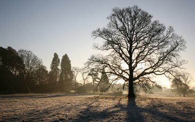 Winter at dusk, the sun is rising behind the silhouette of a tall tree which displays the intricate details of the branches.