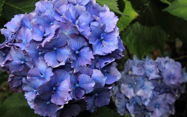 blue flowers of Hydrangea macrophylla in full bloom