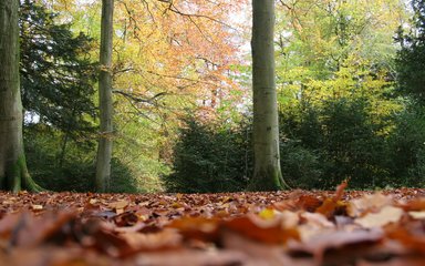 Fagus sylvatica Westonbirt