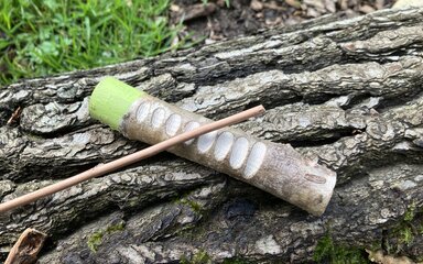 A woodland instrument made out of a large stick to make a frog stick