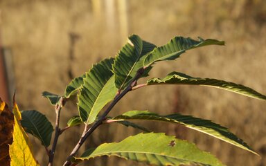 Young sweet chestnut leaves and buds in the sun