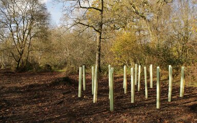 A cluster of saplings planted close together in a 'nest' configuration 