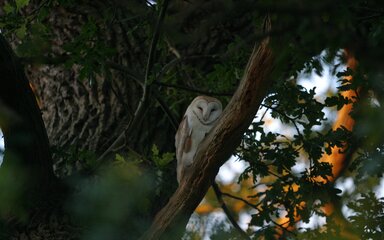 Close-up of an owl sitting on the branch of a tree.