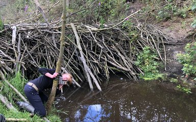 Staff attaching trail camera to a tree next to a large beaver dam