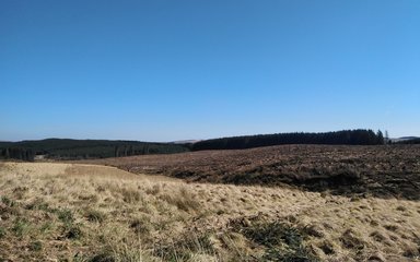 Overlooking harvested site on sunny day with blue skies