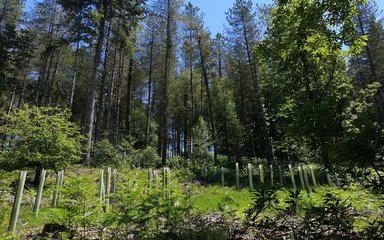 Newly planted trees in front of mature trees