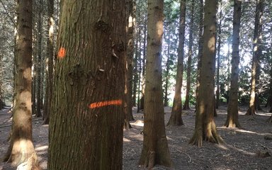 Close up of a tree in a woodland, which has one bright orange spot and a bright orange line.