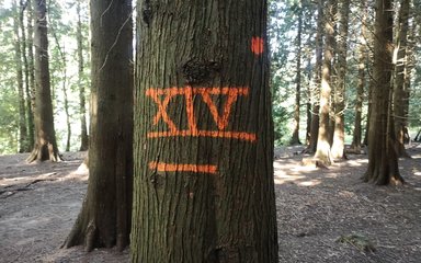 Close up of a tree in a woodland, which has roman numerals XIV sprayed in orange paint