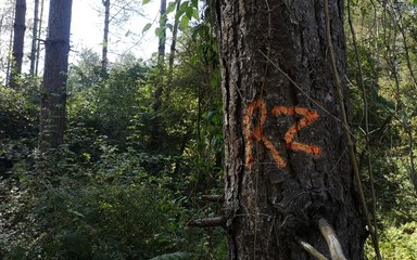 Close up of a tree in an overgrown woodland with the letters RZ in orange spray paint