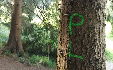 Close up of a tree in a woodland, with PL sprayed in bright green paint