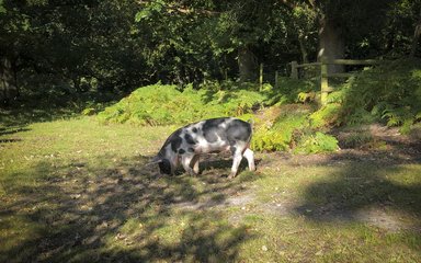 A pig foraging during the pannage season in the New Forest