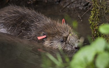 Beaver with tags in water