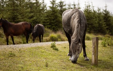 Ponies at Bellever Tor 