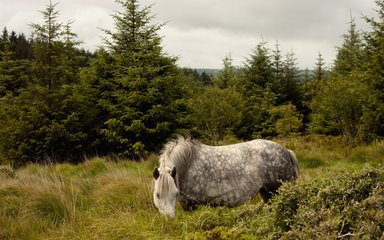Pony at Bellever Forest 
