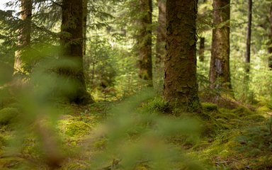 Bellever Forest