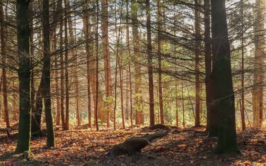 A view into the conifer woodland at sunrise on a winter morning