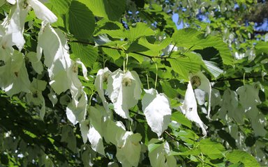 Tree with flowers hanging that look like white handkerchiefs with green leaves in background
