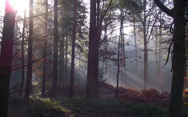 Sunlight dappling thorough woodland