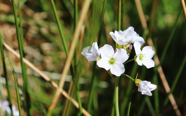 A cluster of white flowers amongst some reeds