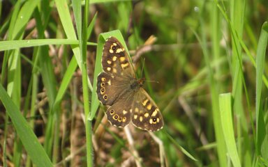 Speckled wood butterfly on a blade of grass