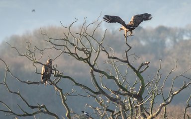 Two white-tailed eagles perched in a tree