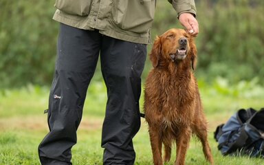 A dog being stroked on the head while next to its owner