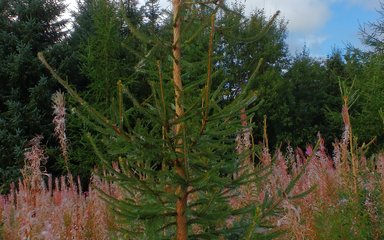 Norway spruce 