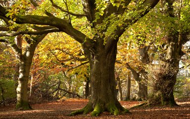 Tree in autumn forest generic 