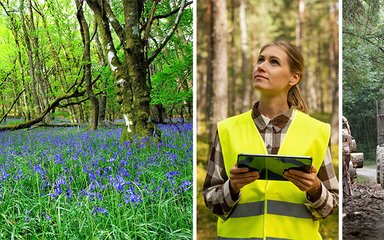 Three images of bluebeels, a lady in a high vis jacket looking up at trees and a tractor carrying large logs