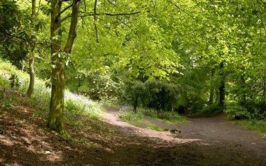 Shaded forest woodland walk 