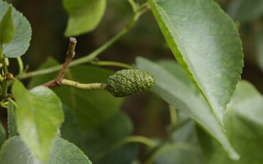 A large, green catkin stands out amongst the leaves of Italian alder