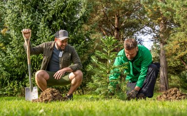 Two men crouching on the ground, planting a Wollemi pine tree. One is holding a large spade.