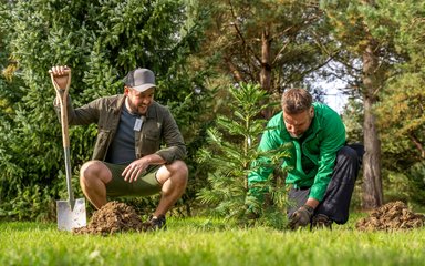 Two men crouching on the ground, planting a Wollemi pine tree. One is holding a large spade.