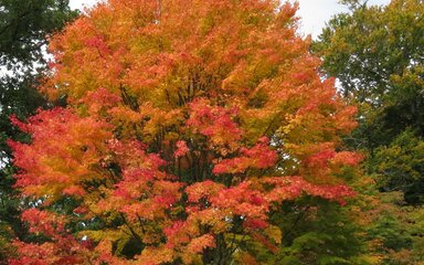 full acer tree in glorious orange red and yellow autumn leaf colour 