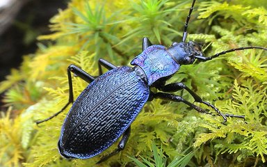Blue ground beetle 