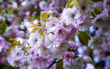 Cherry Blossom at Westonbirt Arboretum