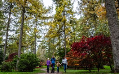 A family walk through a landscape of beautiful autumn coloured trees.