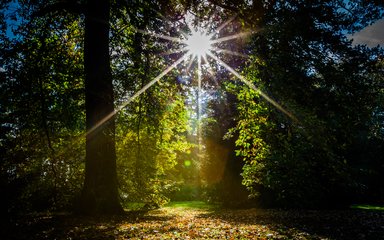 Westonbirt summer