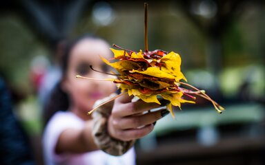A young girl holds up a stick with colourful maple leaves.