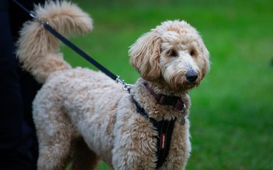 a golden dog on a black lead on grass looking to the right