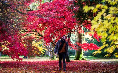 A man walks through a beautiful landscape of reds and yellows. He looks up in admiration at the sight of vibrant trees.