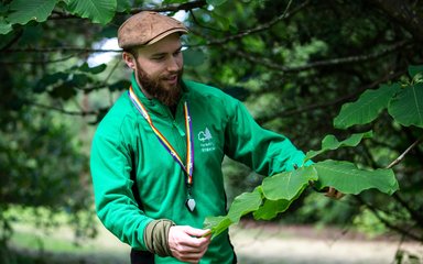 A male in Forestry England uniform looks at large leaves on a tree