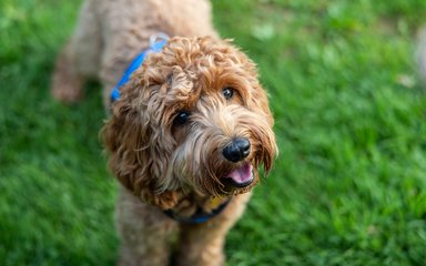 A golden curly haired dog looking up with an open mouth surrounded by grass