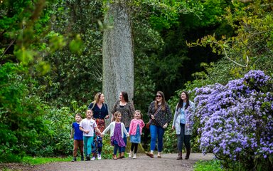  group of adults and children walk along a path through trees where a bright purple tree is blooming